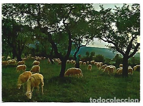Postales: &rdquo; OVEJAS &rdquo;.- ESPA&Ntilde;A ES DIFERENTE