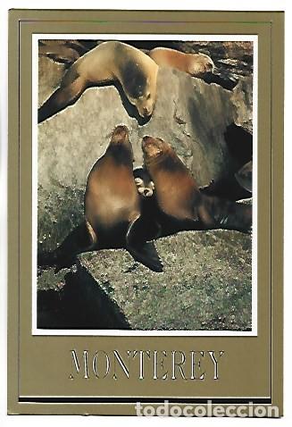Postales: CALIFORNIA SHEA LIONS PLAY ALONG THE ROCKS IN MONTEREY.- USA