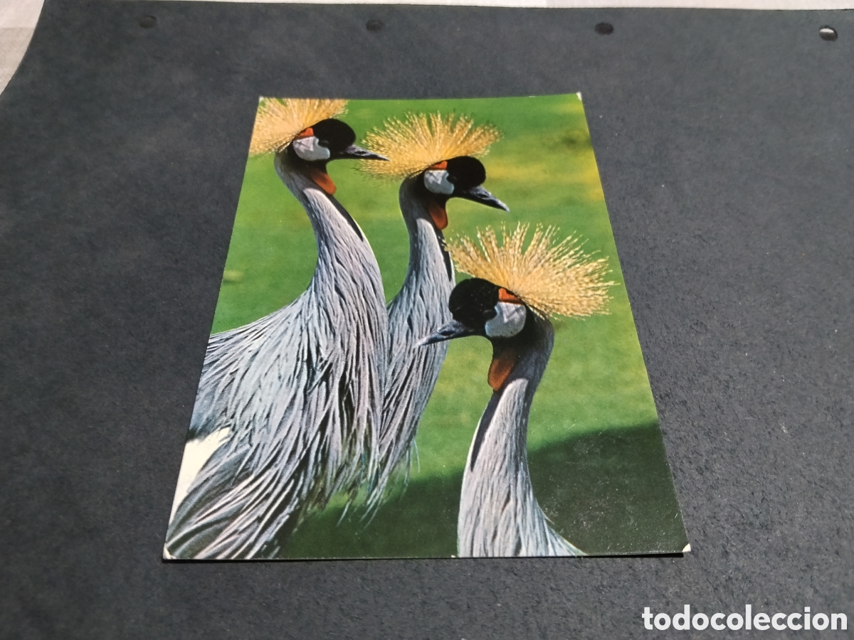 Postales: Postal birds of east &Aacute;frica