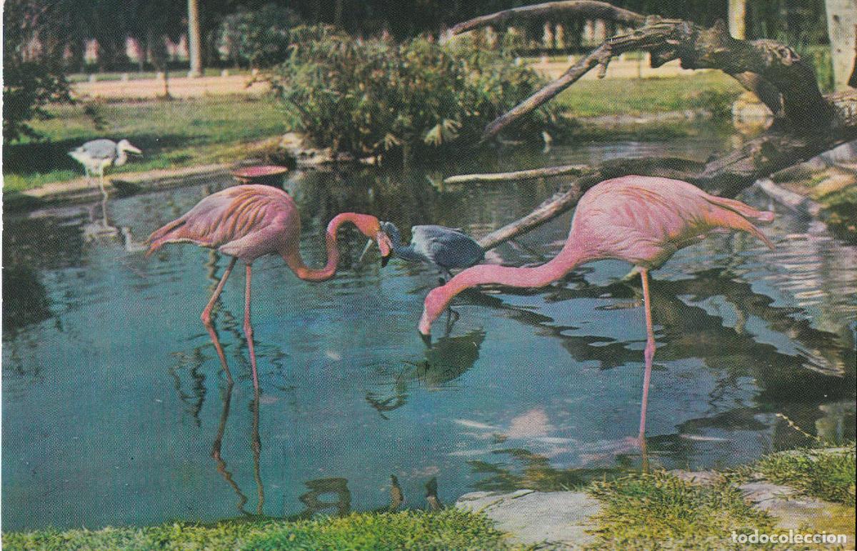 Postales: ZOO DE BARCELONA - FLAMENCOS - EDICIONES SCHORR - FOTOS LLORCA - S/C