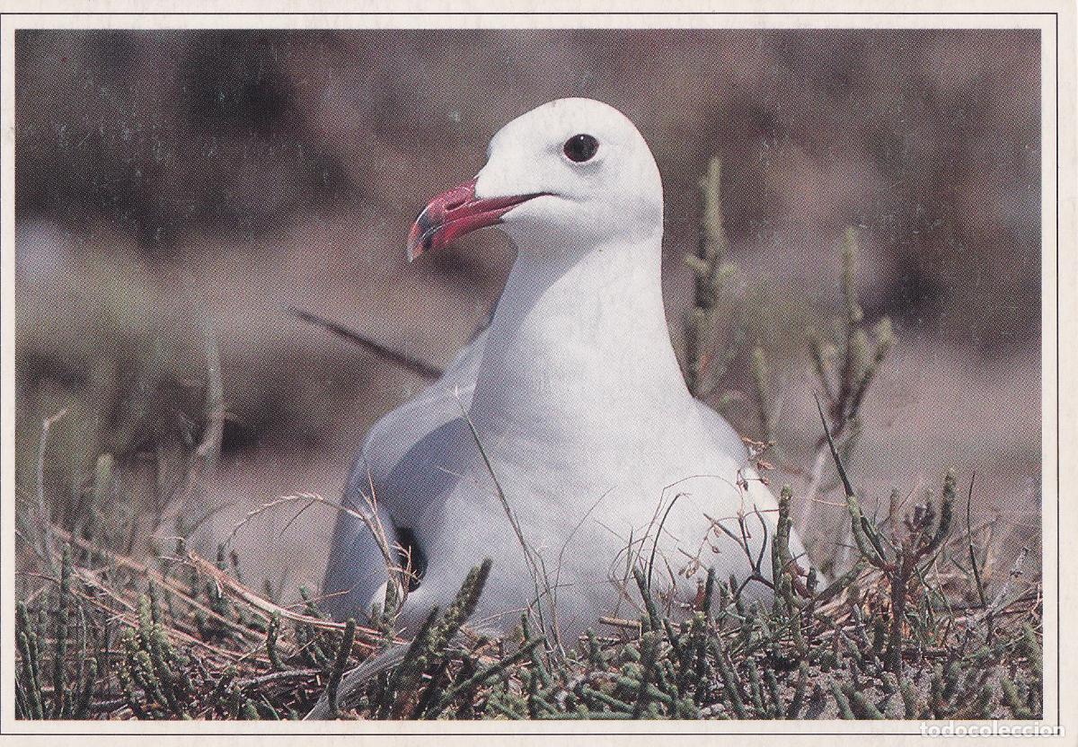 Postales: OCELLS DEL DELTA DE L'EBRE - GAVINA CORSA - WILDLIFE - S/C