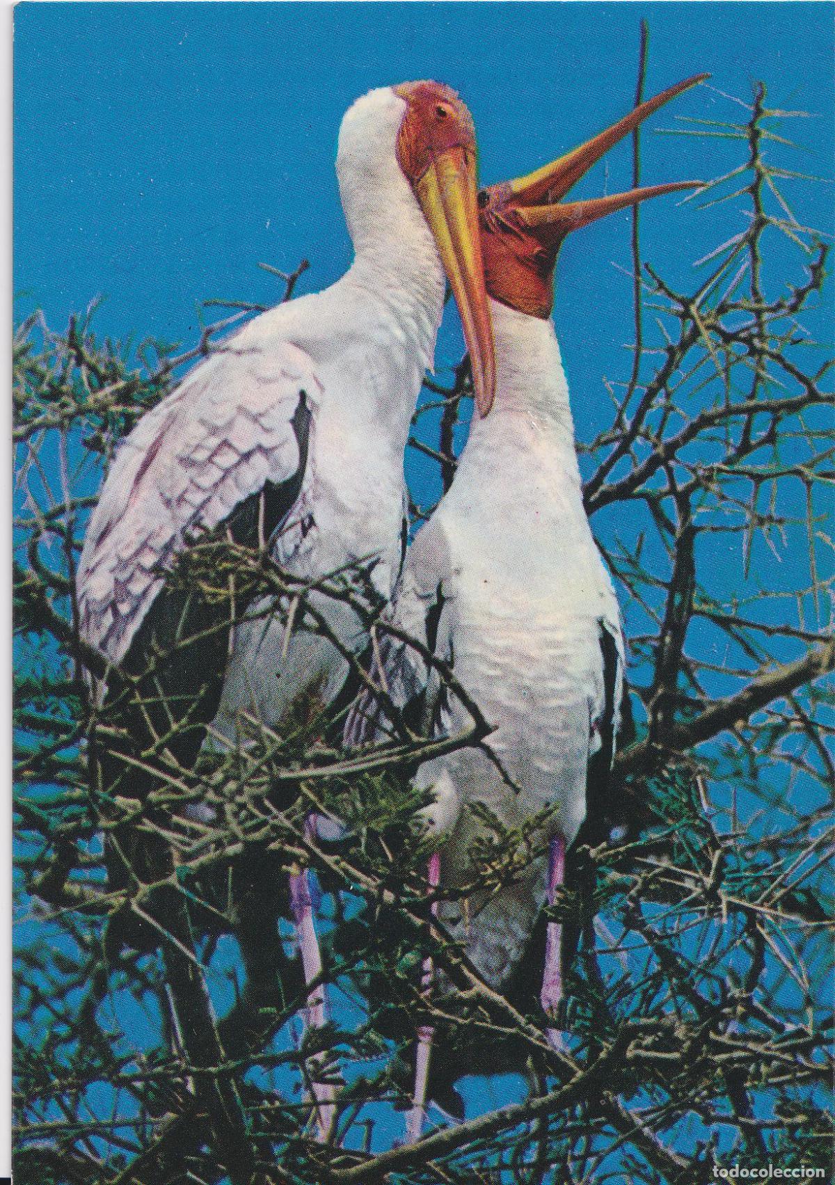 Postales: AFRICAN BIRDS - YELLOW BILLED STORKS - SAFRA STUDIO 328 - S/C