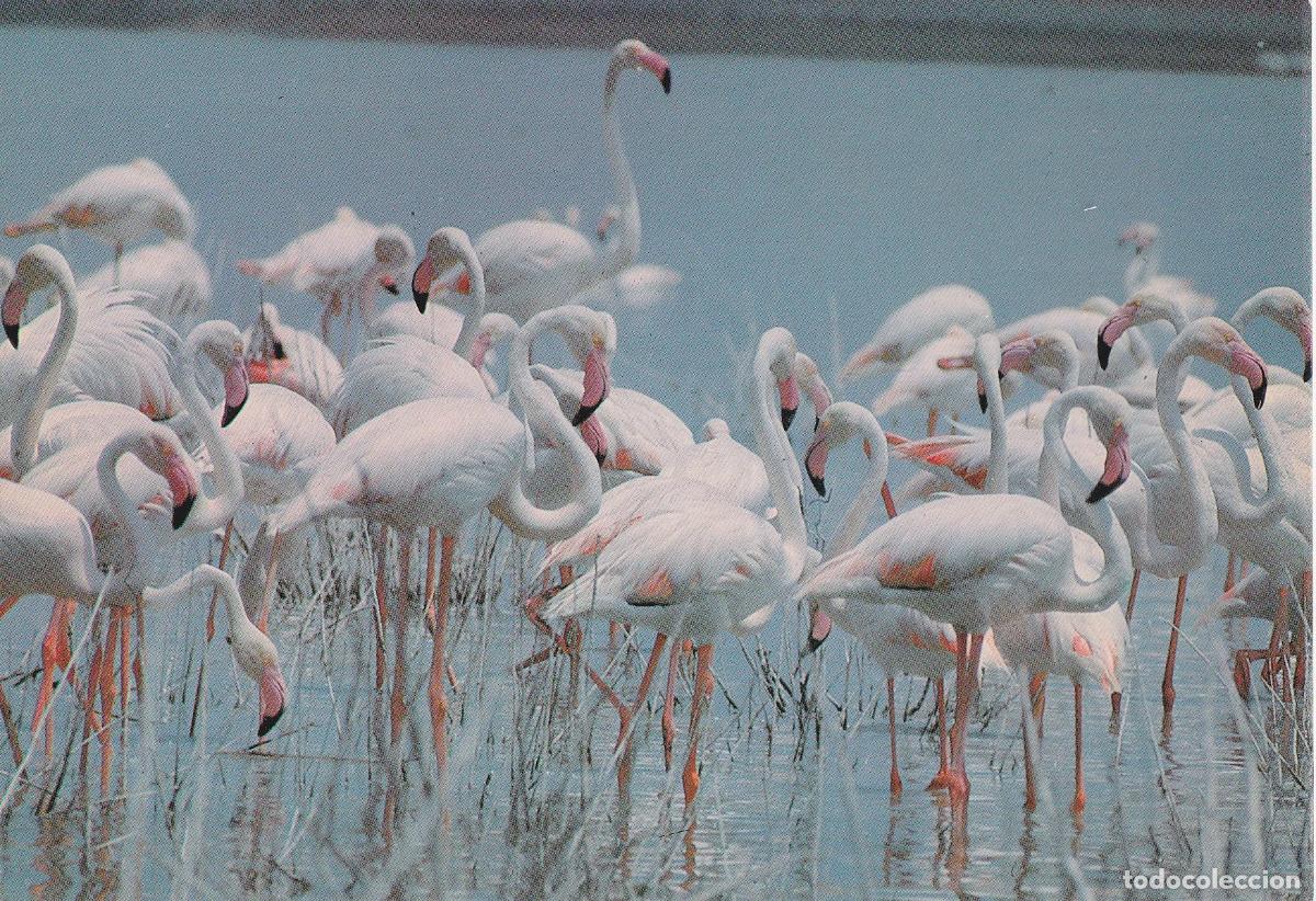 Postales: PARQUE NACIONAL DE DO&Ntilde;ANA - FLAMENCOS - PHOENICOPTERUS RUBER - ICONA - S/C