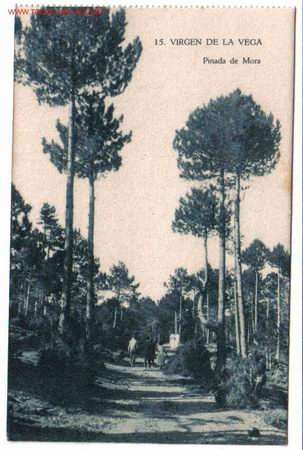 Postales: ALCALA DE LA SELVA TERUEL - Foto 1