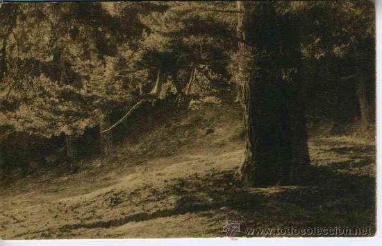 Postales: Bosque de Fuenfria - Foto 1