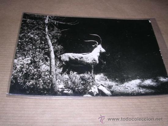 Postales: ORDESA (ALTO PIRINEO ARAGONES) 39 CABRA HISPANICA -ZERKOWITZ 14X9 CM.