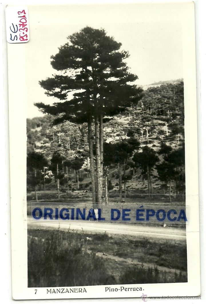 Postales: (PS-37013)POSTAL DE MANZANERA-PINO,PERRUCA