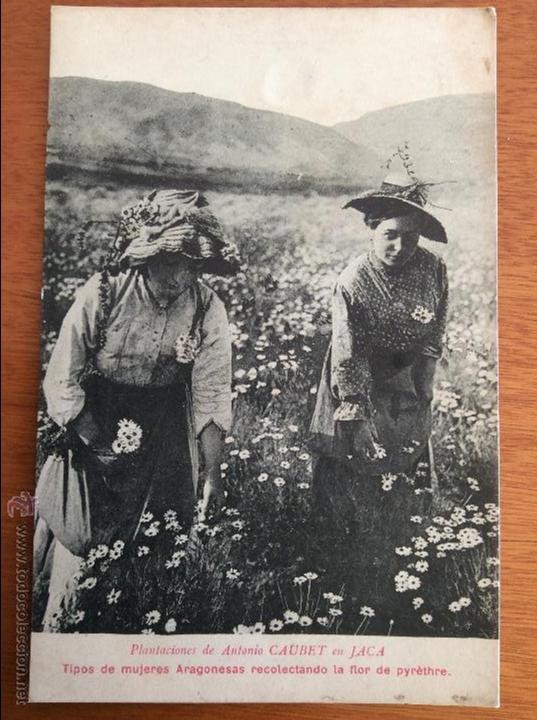 Postales: Postal de mujeres aragonesos recolectando flores en la plantaci&oacute;n de Antonio Caubet