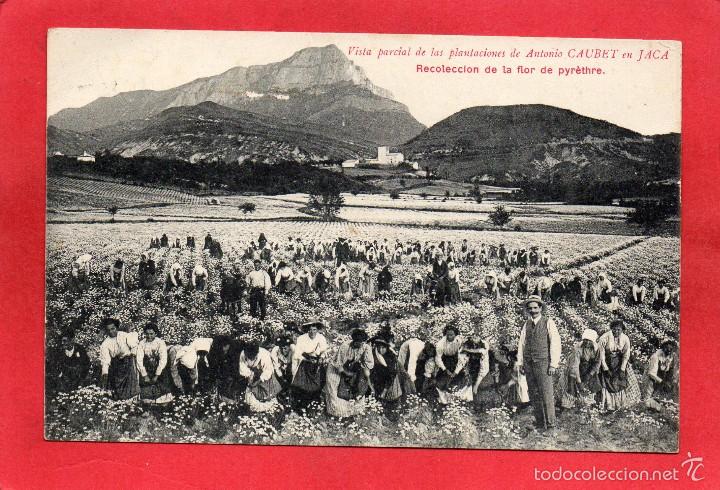 Postales: jaca. recolecci&oacute;n de la flor. caubet - Foto 1