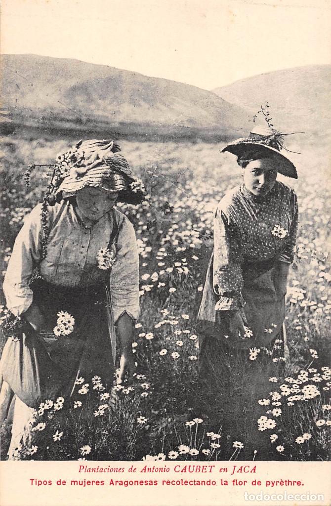Postales: TIPOS DE MUJERES ARAGONESAS RECOLECTANDO LA FLOR DE PYRETHRE