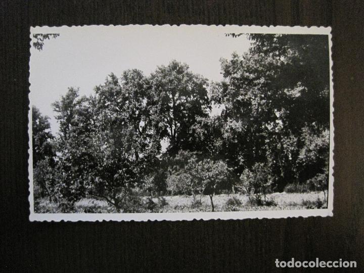 Postcards: PEDROLA- POSTAL FOTOGRAFICA ANTIGUA -VER FOTOS-(52.905)