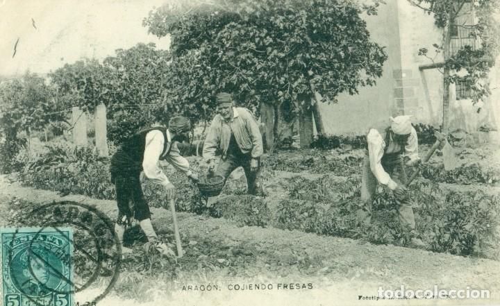 Postkarten: ARAGON. COJIENDO FRESAS. L. ESCOL&Aacute;. CIRCULADA EN 1907
