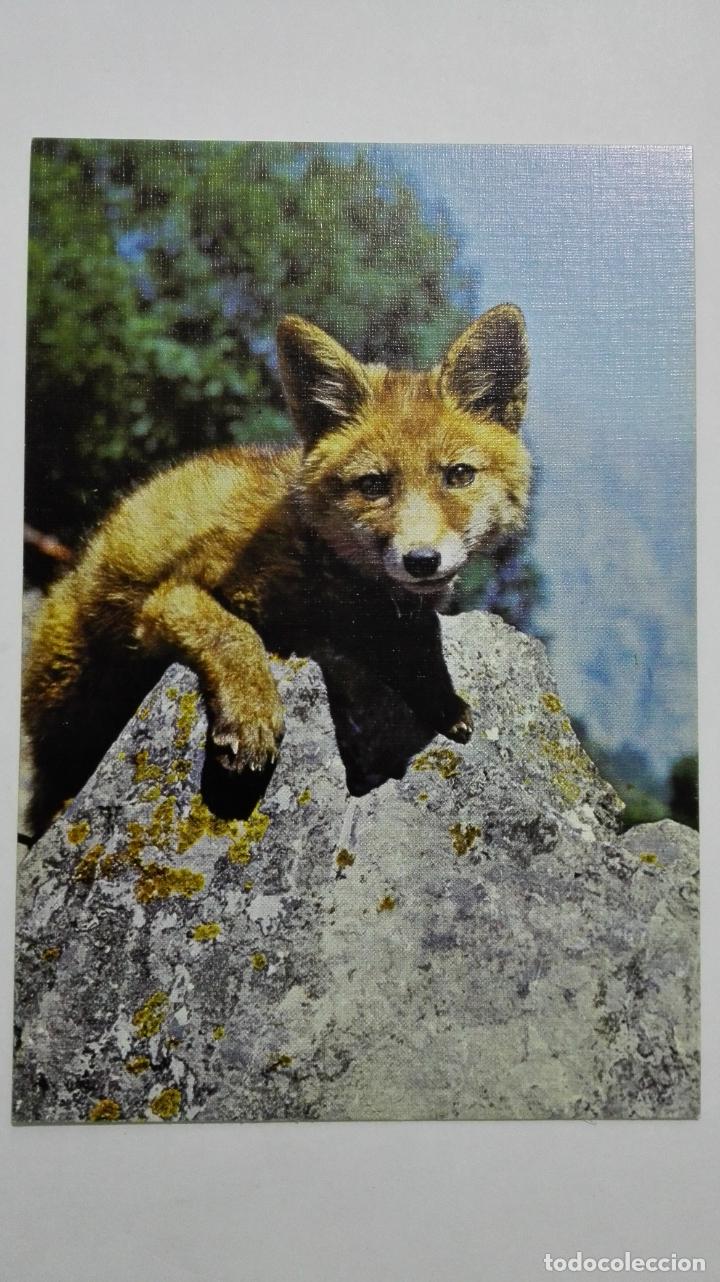 Postales: POSTAL ZORRO - Foto 1