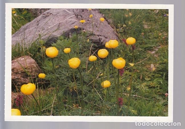 Postales: FLORES DE ORDESA (HUESCA).- - Foto 1