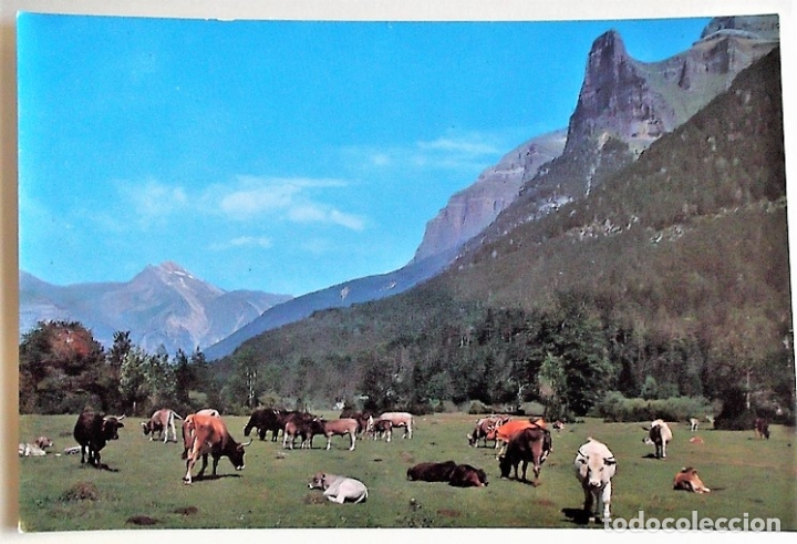 Postales: Parque Nacional de Ordesa. 9 La Tende&ntilde;era y Tozal del Mallo. Ed. Sicilia.Nueva. Color