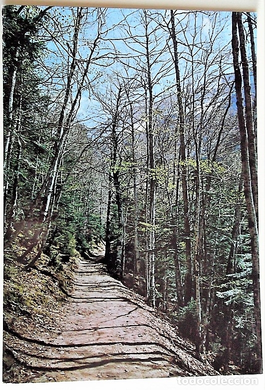 Postales: Parque Nacional de Ordesa. 64 Bosque de Hayas-Ruta a Soaso. Al fondo, Faja Pelay. Ed. Sicilia. Nueva