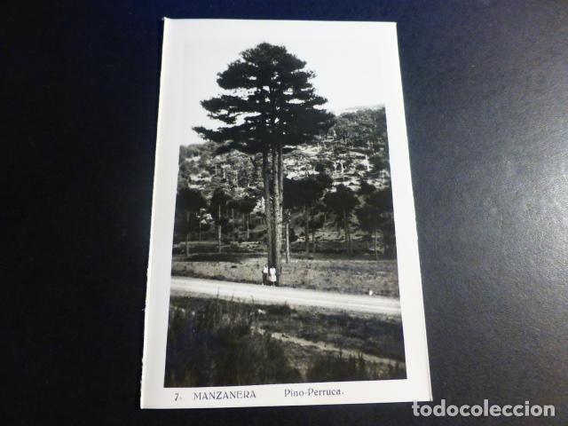 Postales: MANZANERA TERUEL PINO PERRUCA - Foto 1