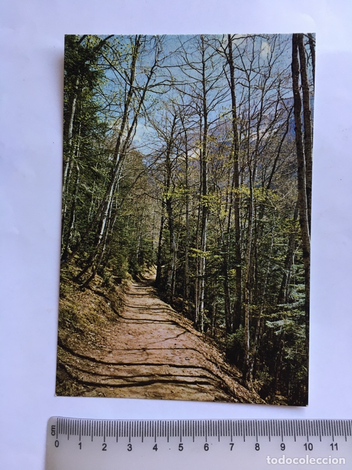 Postales: POSTAL. PARQUE NACIONAL DE ORDESA. BOSQUE DE HAYAS. EDICIONES SICILIA.