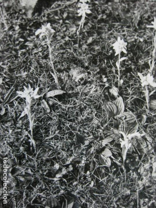 Postcards: BUJARUELO-FLOR DE NIEVE-ED&middot;ARRIBAS-REVERSO EN BLANCO-POSTAL ANTIGUA-(69.303)