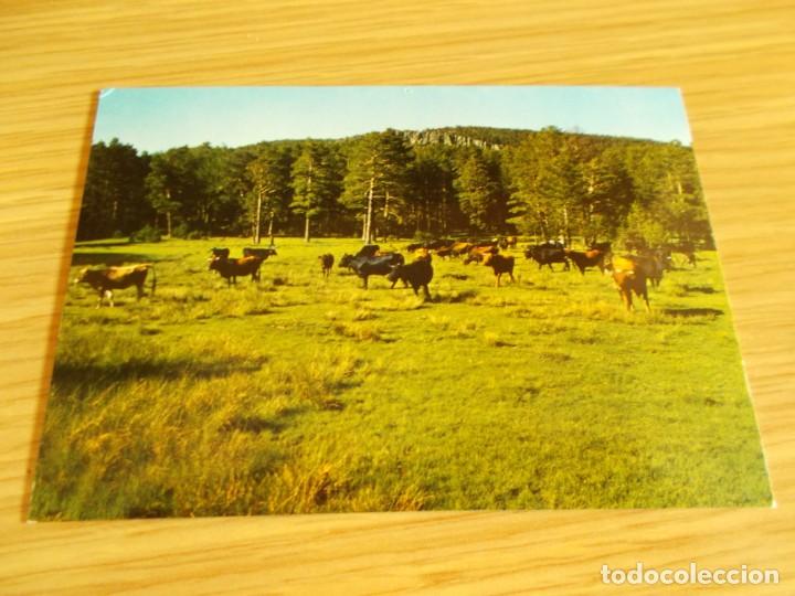 Postales: BRONCHALES ( TERUEL ) VACADA EN EL PUERTO - Foto 1