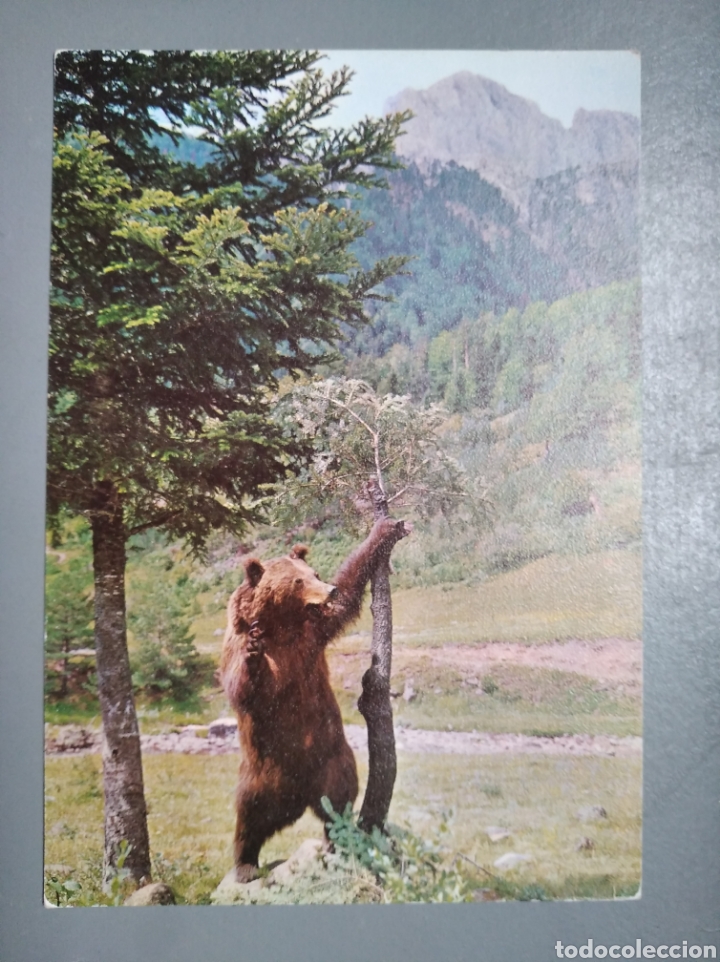 Postkarten: Postal 5 Hecho pirineo aragon&eacute;s oso ursus arctos pyrenaicus Ed sicilia