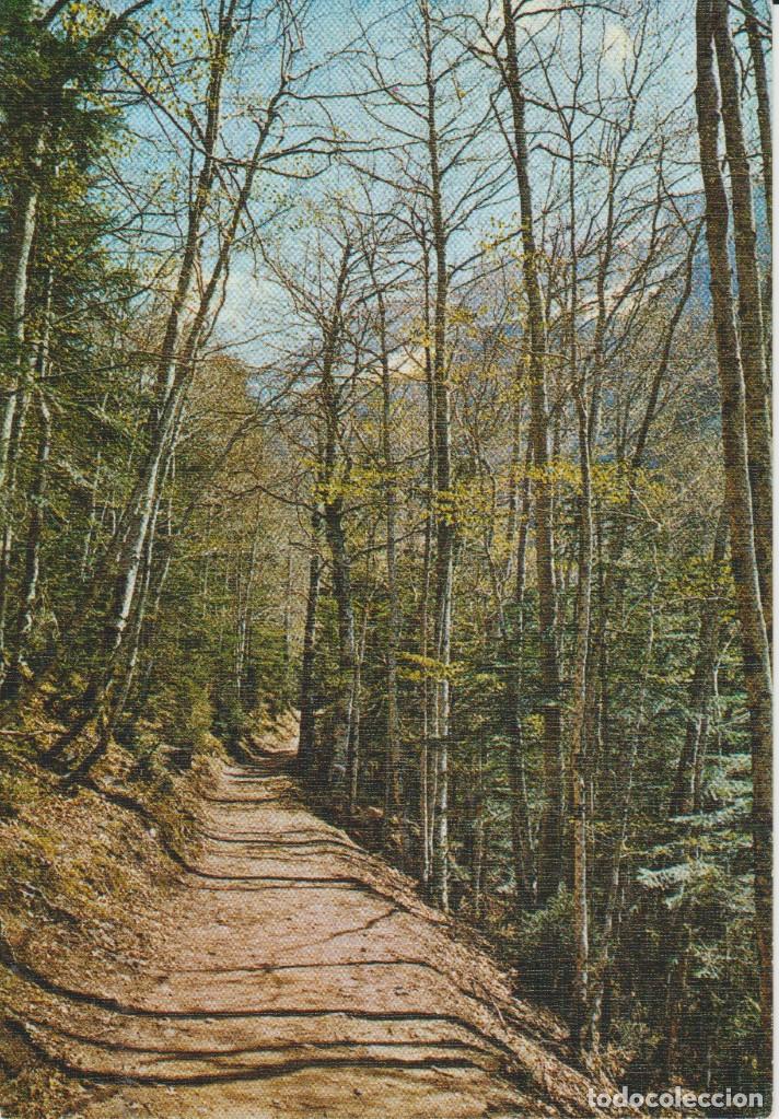 Postales: (64) ORDESA . BOSQUE DE HAYAS. RUTA A SOASO ... SIN CIRCULAR
