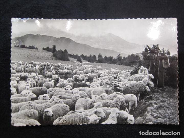 Postcards: CASTEJON DE SOS-PASTOREO EN EL VALLE-EDICIONES SICILIA-14-POSTAL ANTIGUA-(79.731)