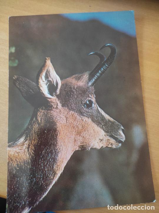 Postales: SARRIO ISARD PIRINEO - Foto 1