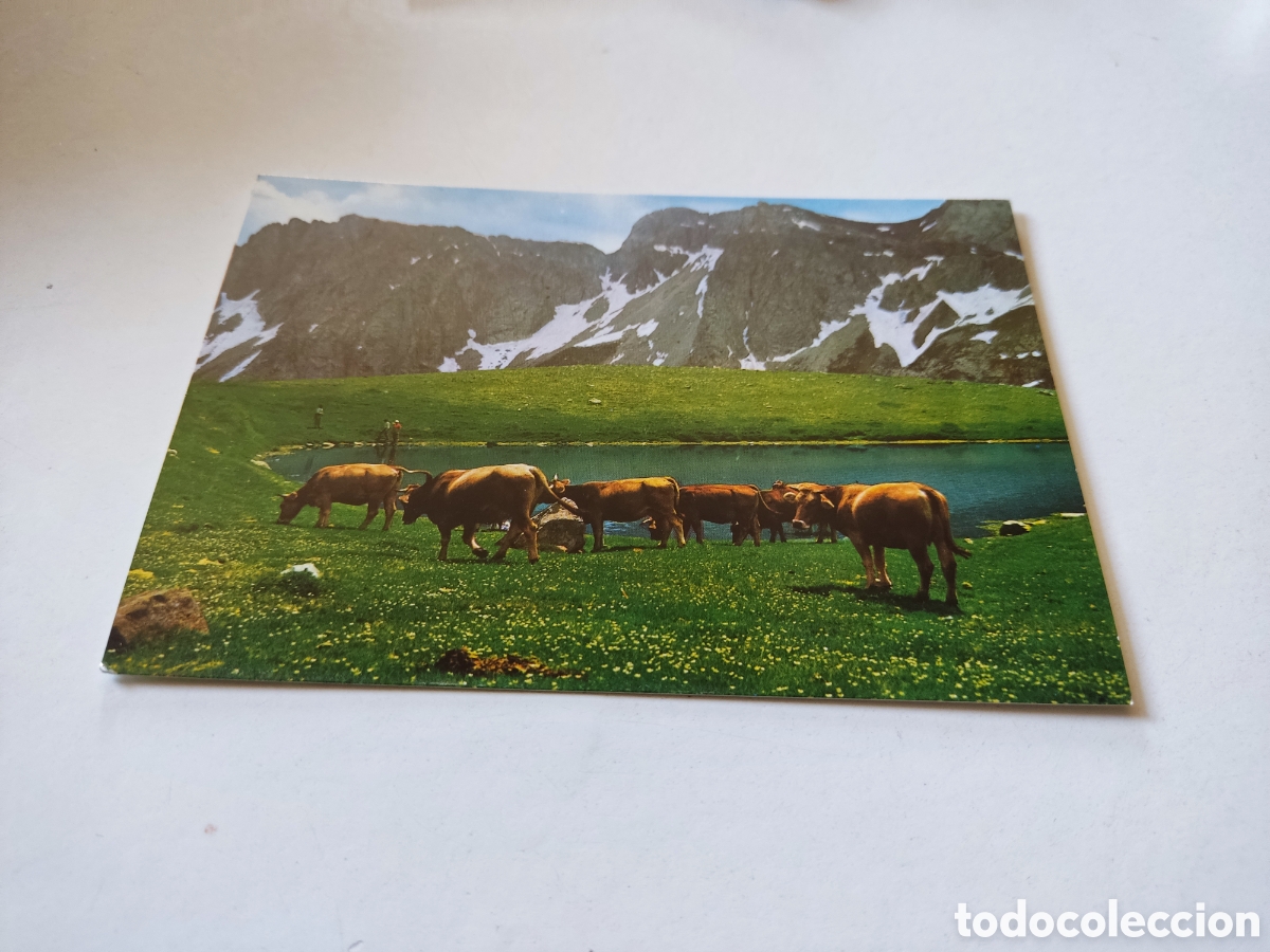 Postales: Postal Bielsa vacas - Foto 1