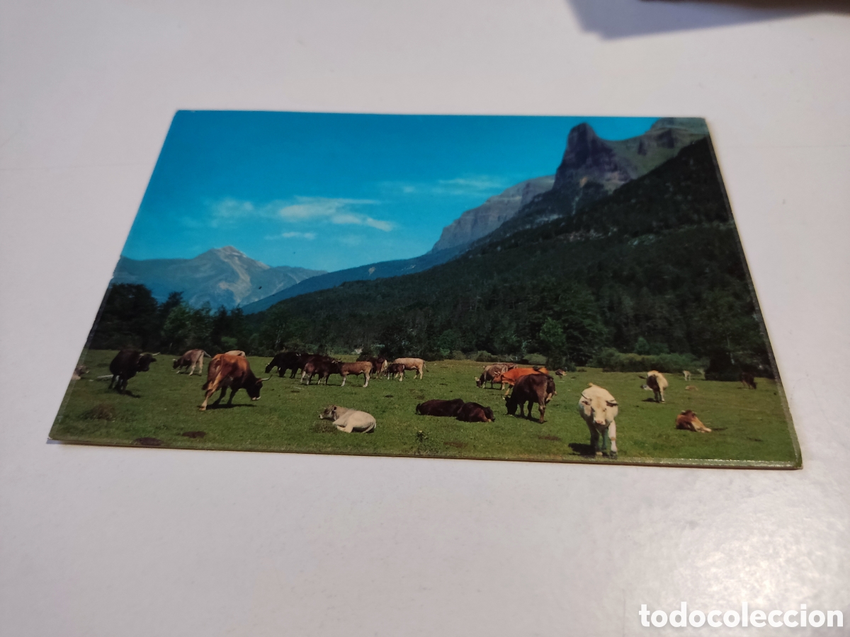 Postales: Postal parque nacional de ORDESA vacas