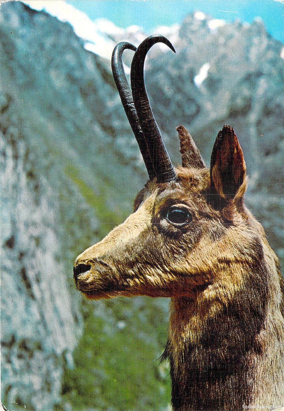 Postales: Postal Rebeco Trofeo Abadias Edici&oacute;n de Lujo Zaragoza