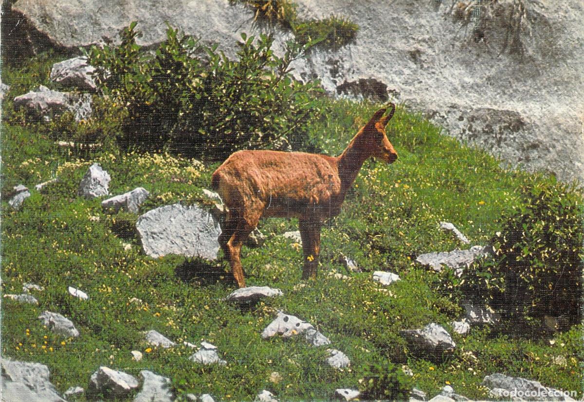 Postales: Postal Fauna Ib&eacute;rica Rebeco Sarrio Rupicapra Ediciones Sicilia
