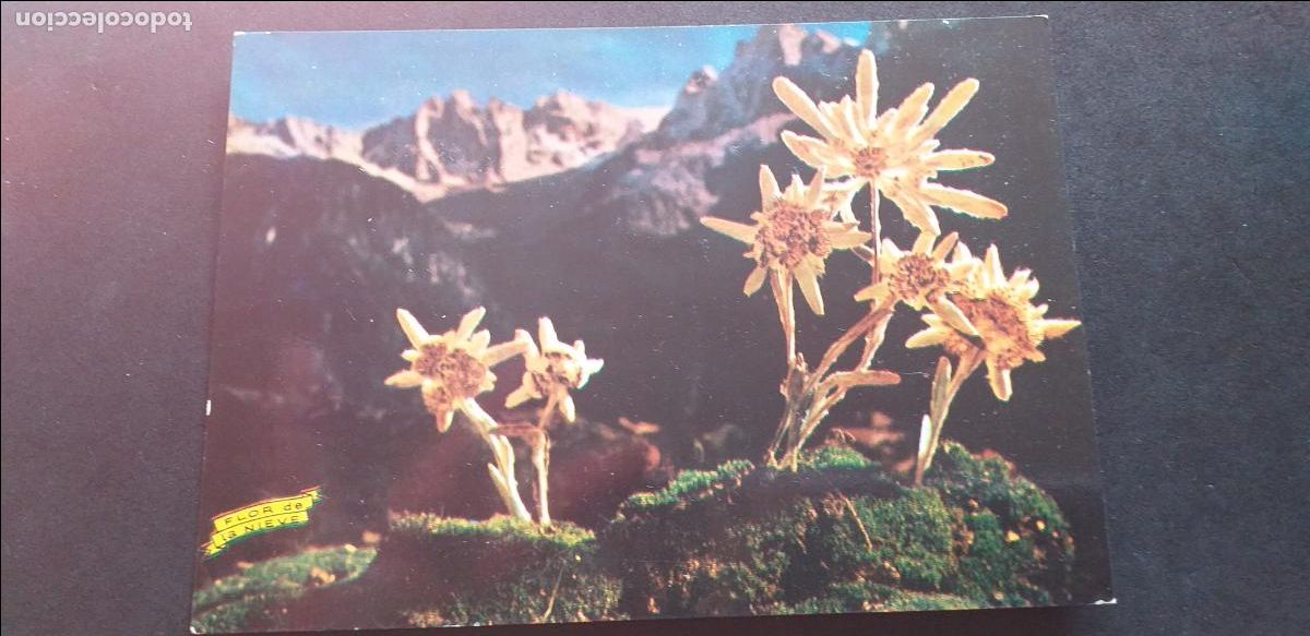 Postales: HUESCA-V15-III-150X105mm.-NO ESCRITA-ALTO ARAGON-FLOR DE NIEVE