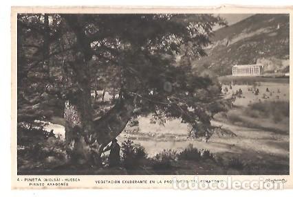 Postales: ANTIGUA POSTAL 4 PINETA BIELSA HUESCA PIRINEO ARAGONES VEGETACION EXUBERANTE EN LA PROXIMIDAD DEL SA