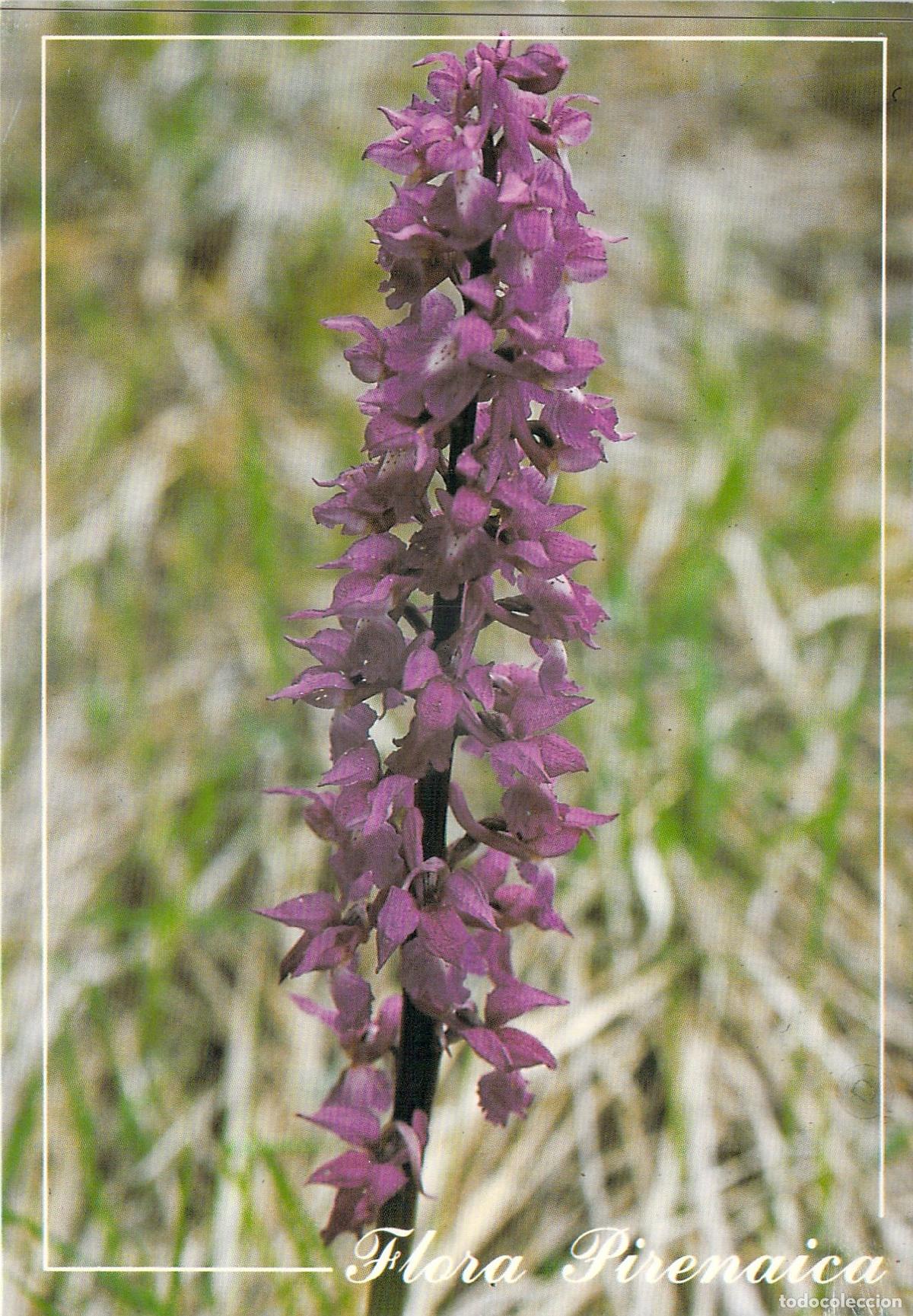 Postales: Postal de Orqu&iacute;dea Salep - Flora Pirenaica