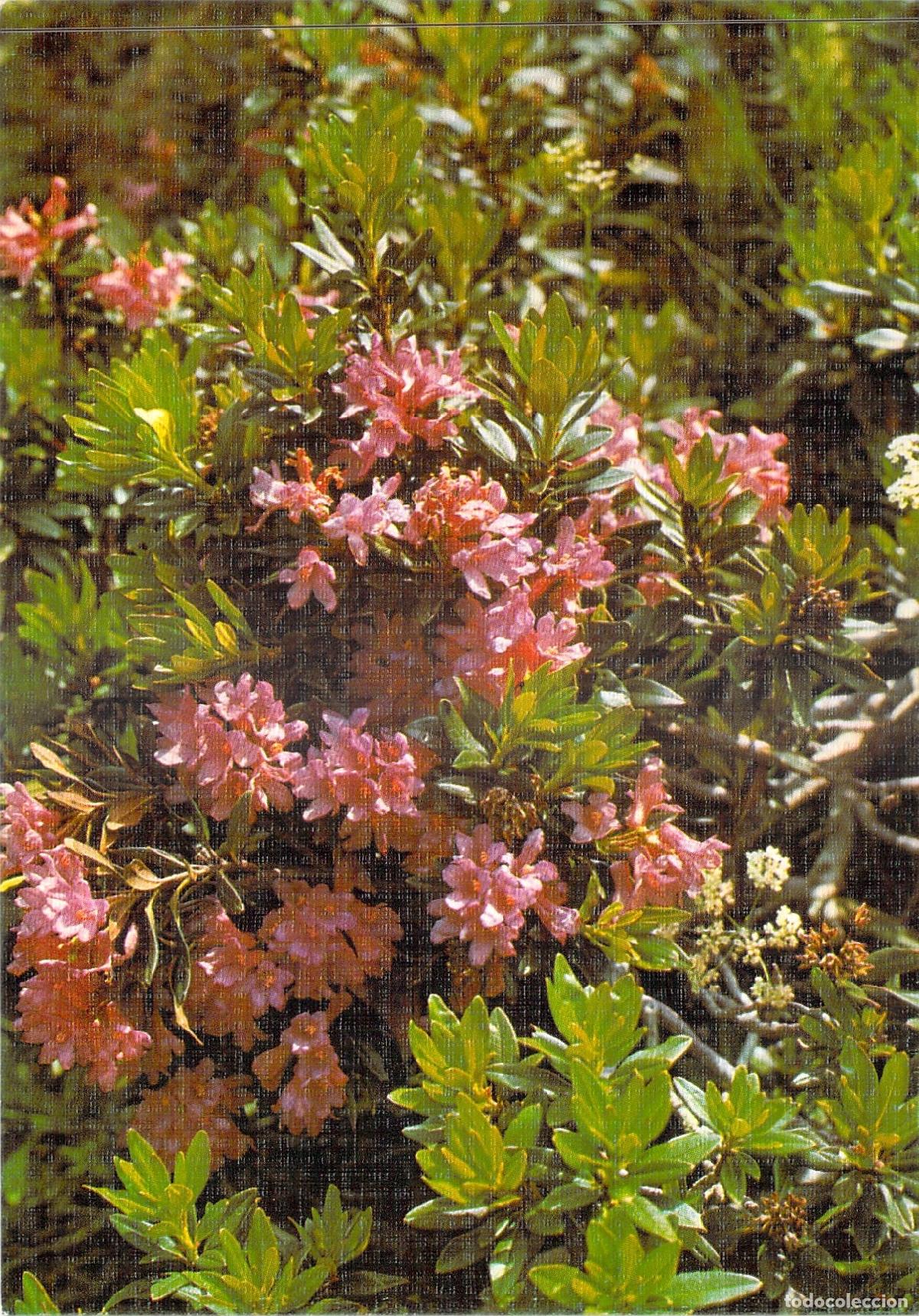 Postales: Postal Flora Pirenaica Rododendro Rhododendrum Ferruginum