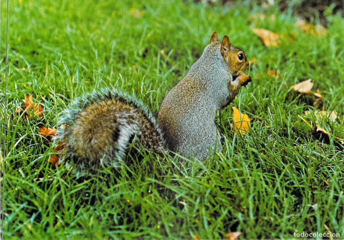 Postales: Postal Fauna y Flora Pirenaica Ardilla Sciurus Vulgaris