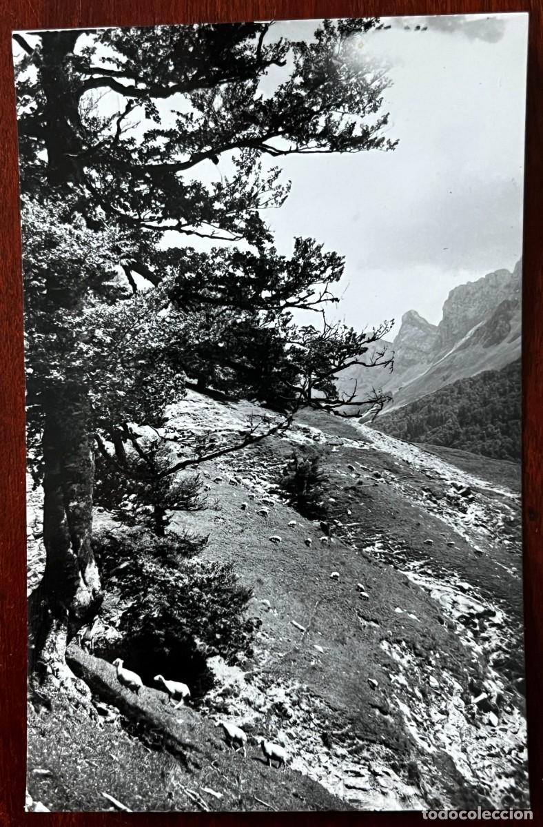 Postales: FOTO POSTAL DE VALLE DE ZURIZA (ANSO), VISTA PARCIAL, ED. SICLIA 4, SIN CIRCULAR