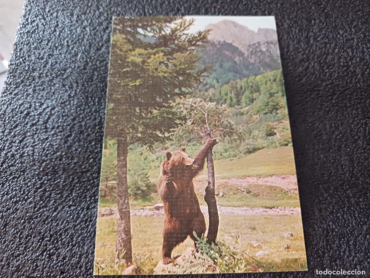 Postales: 5 hecho, oso ursus, ed. sicilia