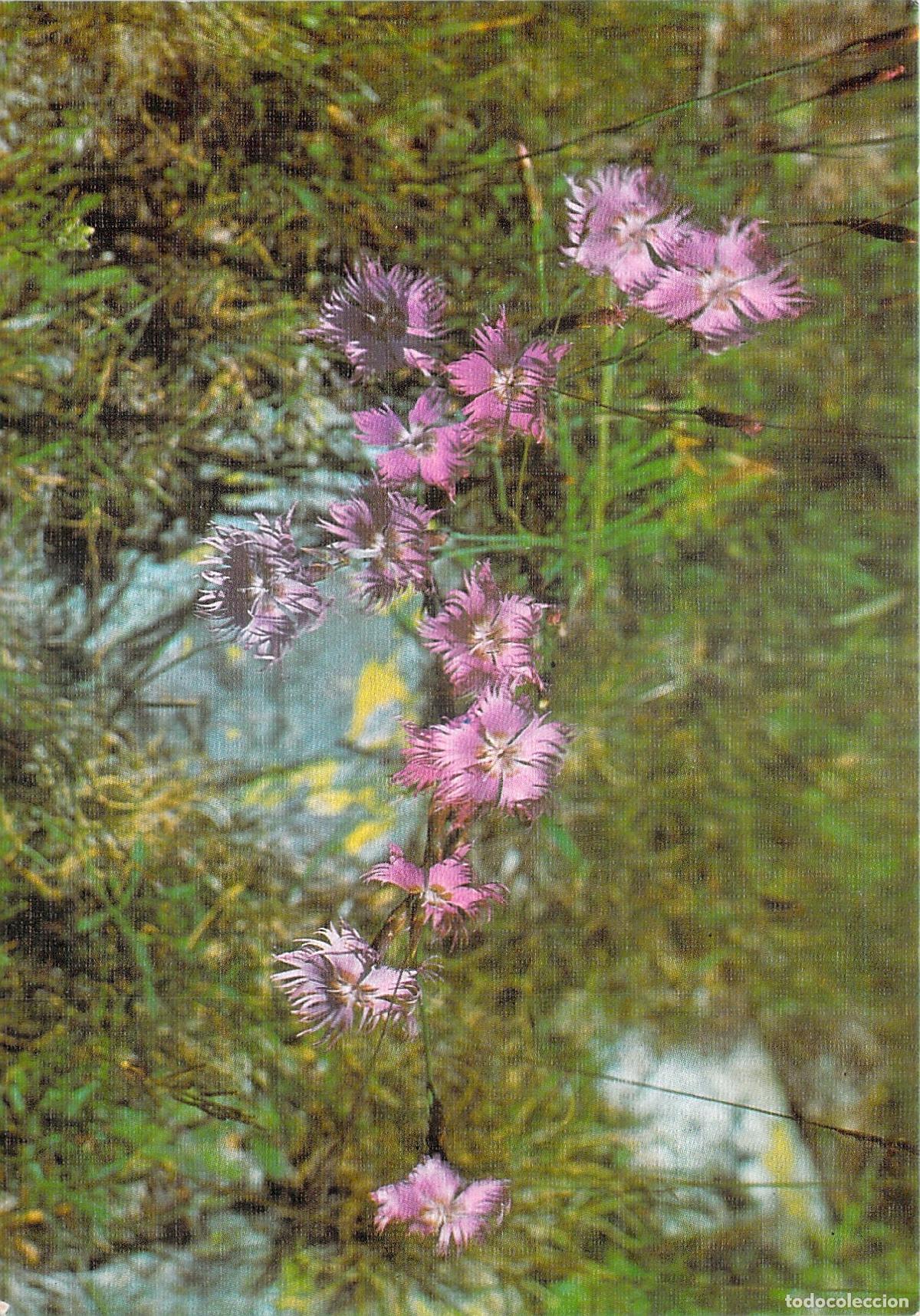 Postales: Postal Flora Pirenaica Clavelina Dianthus Alpinus Ediciones Sicilia