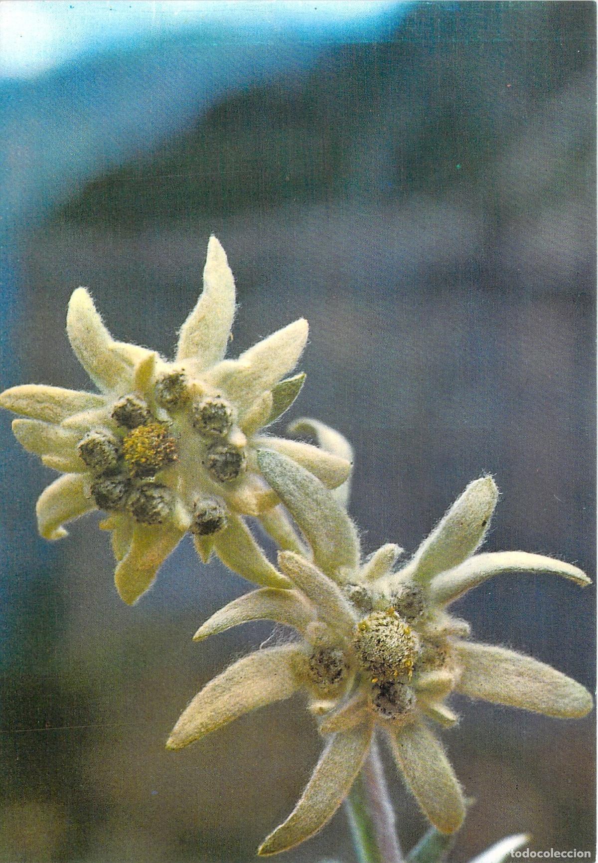 Postales: Postal Flor de Nieve Edelweiss Ediciones Sicilia Zaragoza
