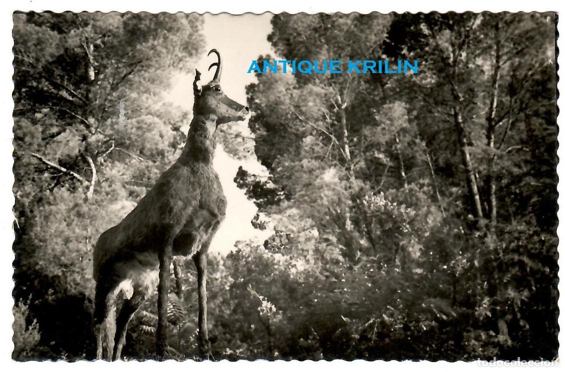 Postales: PIRINEO ARAGONES N&ordm; 16 SARRIO / EDICIONES DARVI / FRANQUEADA