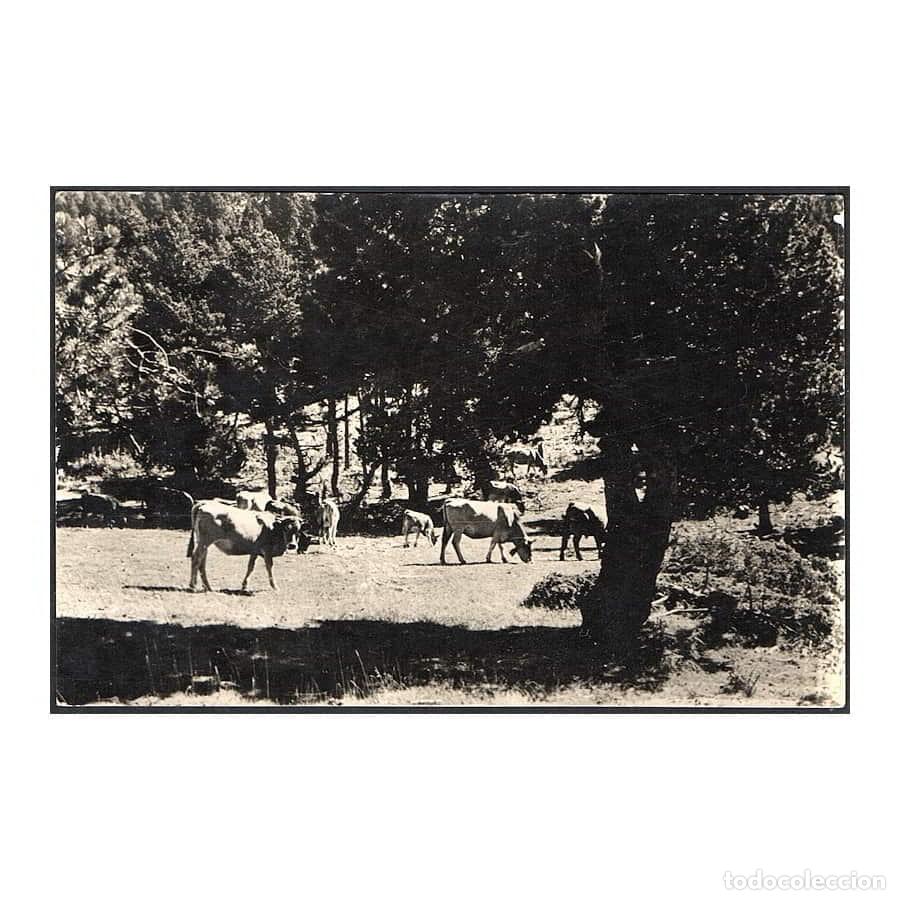 Postales: Espa&ntilde;a [TPO] Postal Las Vilas del Turb&oacute;n. Bosque Plaza de Catalu&ntilde;a. Huesca (N)
