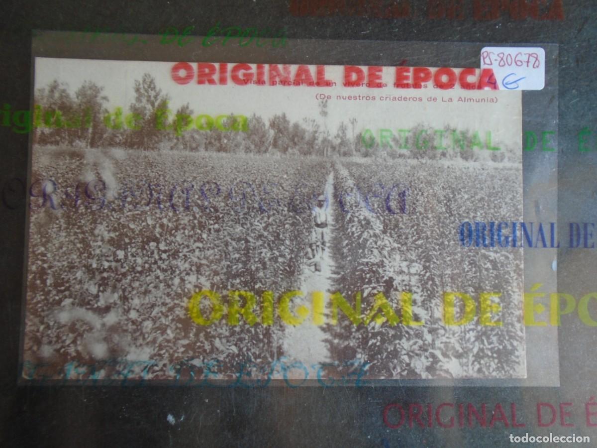 Postais: (PS-80678)POSTAL MANUEL SANJUAN DE SABI&Ntilde;AN(ZARAGOZA)-VIVEROS.CRIADEROS DE LA ALMUNIA