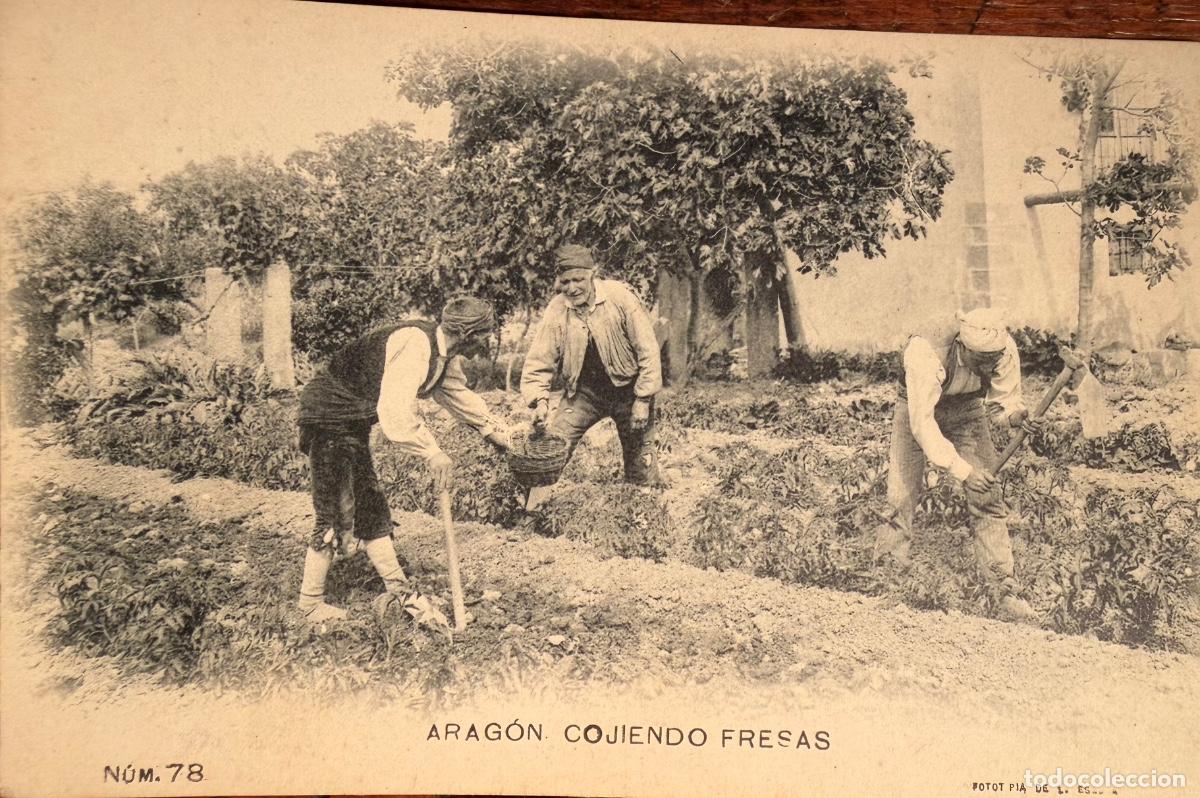 Cartes Postales: POSTAL ARAG&Oacute;N N&ordm;78 COJIENDO FRESAS