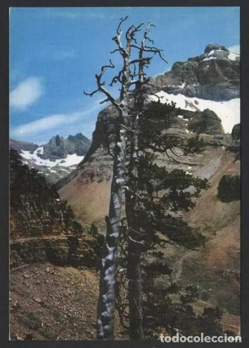 Postais: Canfranc *Pico Collarada...* Ed. Sicilia n&ordm; 13. Gofrada. Nueva.