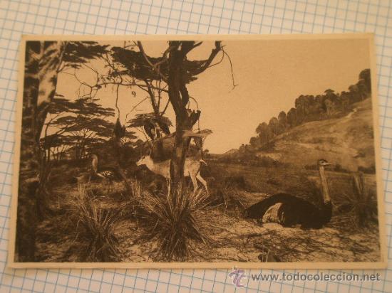 Postales: Postal - Foto 1