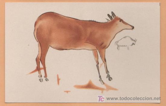 Cartes Postales: INTERESANTE POSTAL DEL PATRONATO DE LAS CUEVAS DE ALTAMIRA CIERVA GRANDE BISONTE PEQUE&Ntilde;O