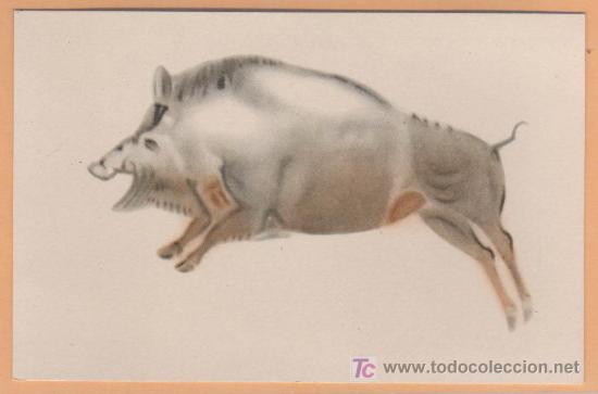 Cartes Postales: INTERESANTE POSTAL DEL PATRONATO DE LAS CUEVAS DE ALTAMIRA JABALI AL GALOPE