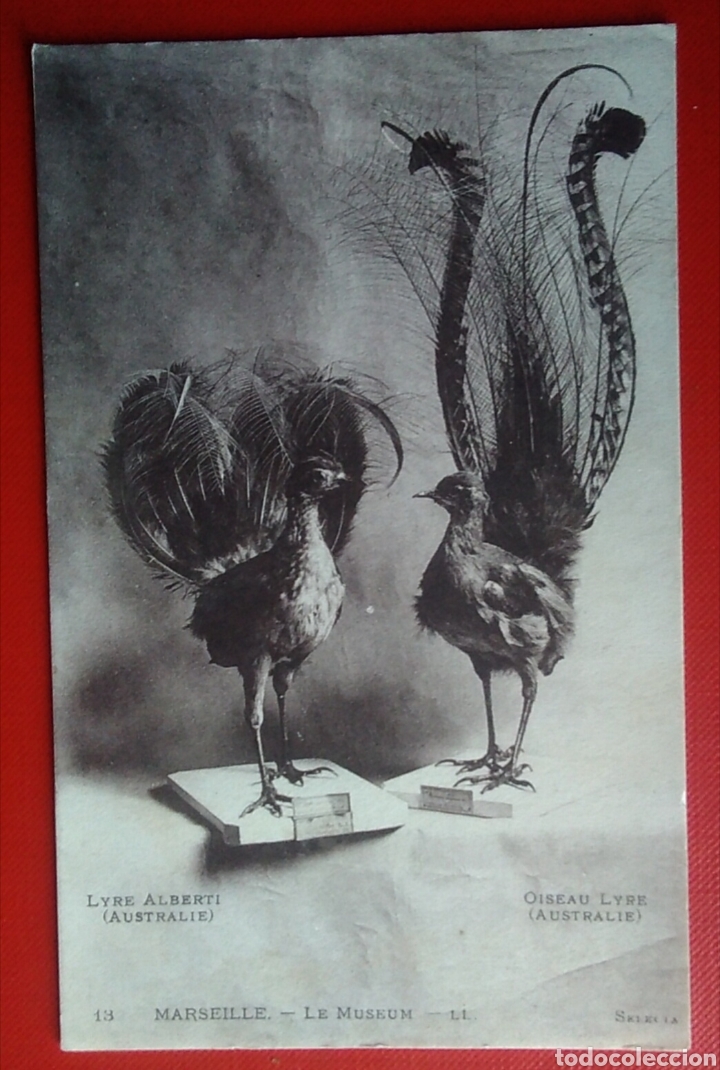 Postales: Postal Francia Marsella museo - Foto 1
